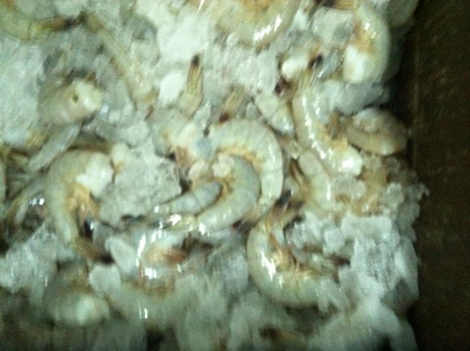 NCfinestfish's tweet photo. Beautiful NC 21/25 white shrimp. http://t.co/JDOxZiOYb1