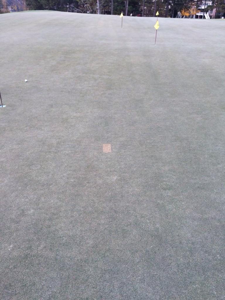 stivescc_vcsup's tweet image. The spot is the middle has not been sprayed with Pigment #testplot