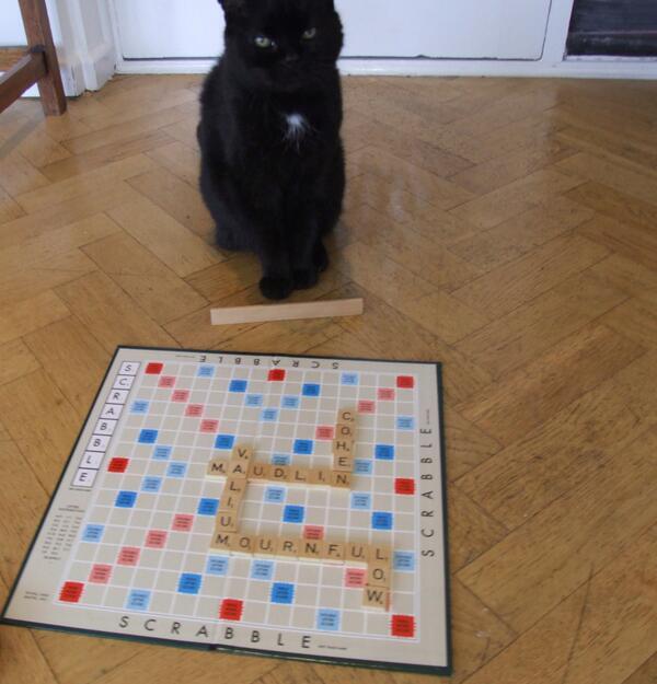 MYSADCAT's tweet photo. My cat is sad because he is good with words, but has very few friends, so often has to play Scrabble against himself. http://t.co/PZYTeWozz5