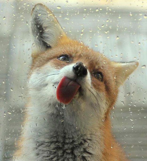NaturesTable's tweet photo. When you see our bagels through the window: http://t.co/m8xryCMUVg