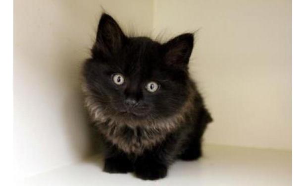 Michele Morin tweet media