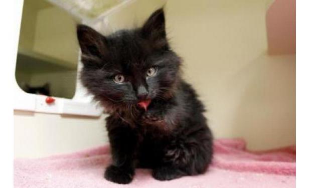 Michele Morin tweet media