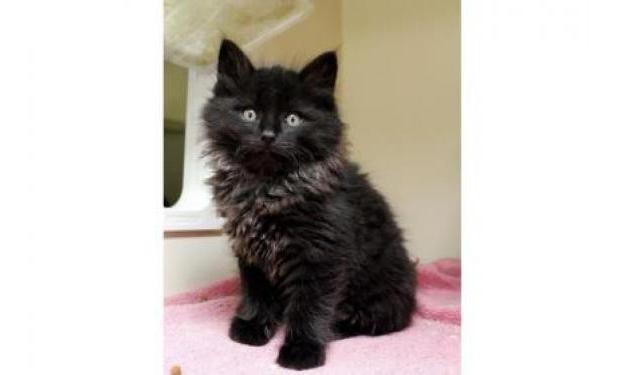 Michele Morin tweet media