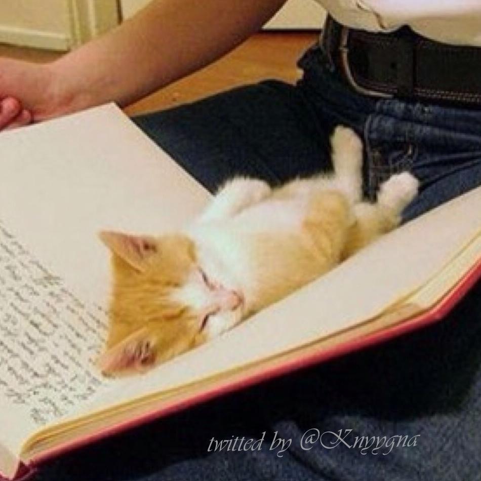 🐾🌛  🐱  Доброй ночи...... 
Sweet sweet Dream💤   ✨🌛  
#WhiskersWednesday