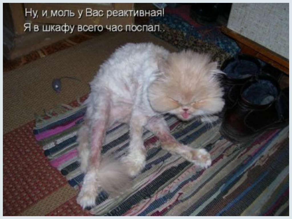 Смешные Животные tweet media