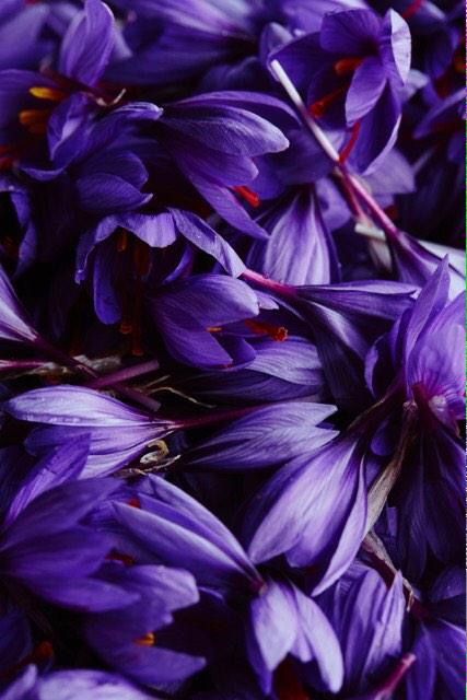 The beautiful crocus flowers that give up their saffron for us
Ianwallacephotographer.com