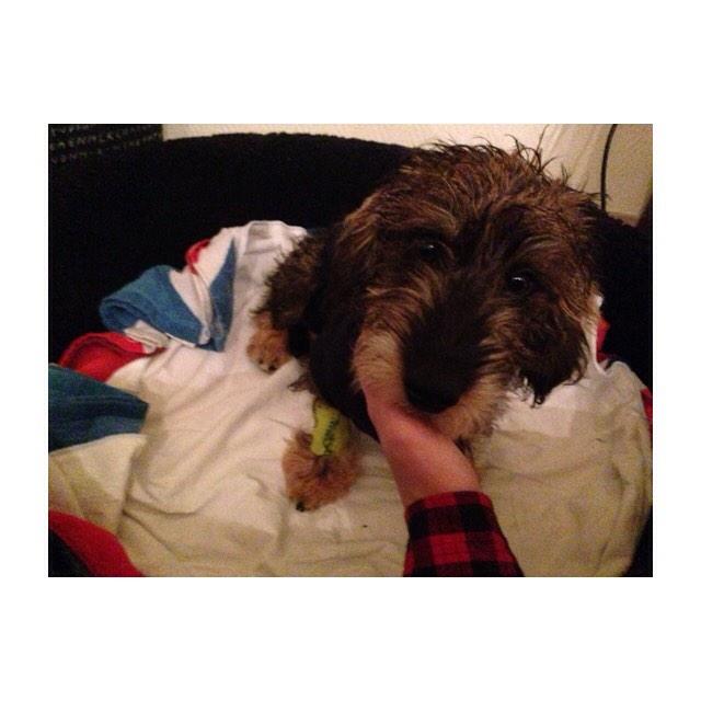 XPOWERGIRLLL's tweet photo. Strongest dog I ever knew! Everything is gonna be okay! 🙏❤️ http://t.co/rHcubRub6B