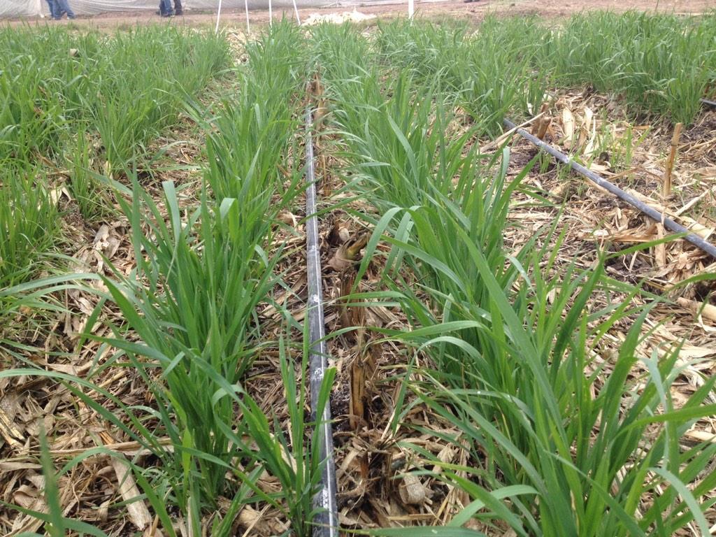 PlataformasGTO's tweet photo. #TecnologíasMasAgro @expoagrogto @MasAgroGto @MasAgPlataforma @SDAyR_Gto #ParcelaDemostrativaExpoAgro http://t.co/RsDssYVt93