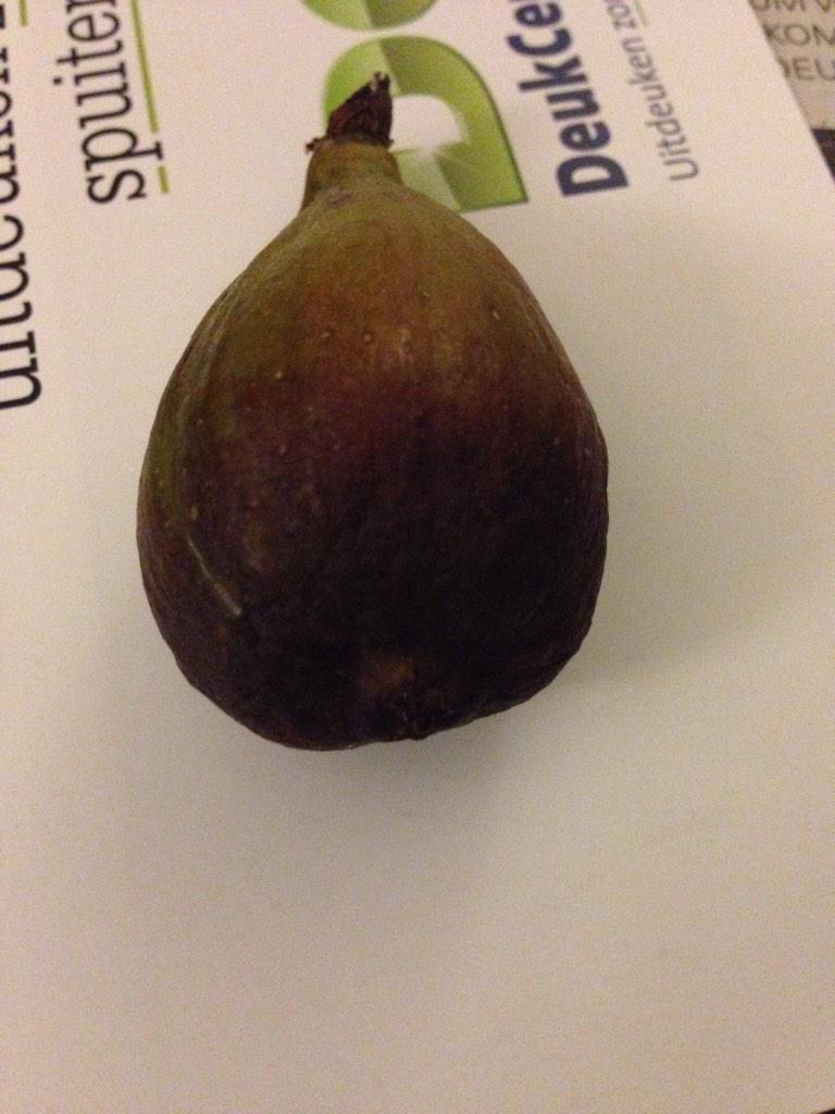 Zojuist geplukt in de herfst moestuin!