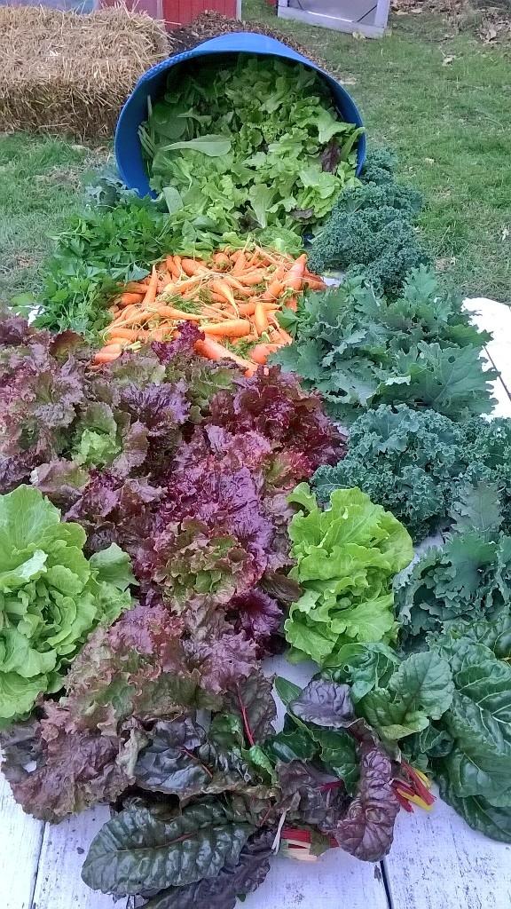 NHCOGardens's tweet photo. #ColorfulCornucopia @NHCOhelps @north_hills #shaler thx for a great growing season http://t.co/zKJ1jSlka2