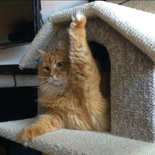 zetwitty's tweet image. “@FizWomack: QUESTION!!! How does one #BreakTheInternet ? http://t.co/fittzXUKKM” ask @Zekawouette he did it !! #internetless