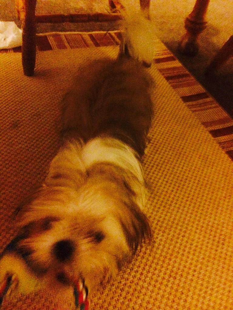 Mummy just gave me a bath. Taking my frustrations out on this rope and ball #grrrrrrr #hatebaths #dogs