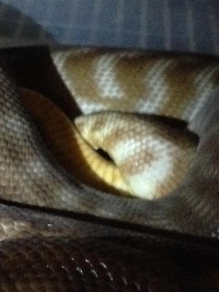 Metal_Knake's tweet image. Womapyton parning 2014 \m/
#womapython #reptiles #snakes