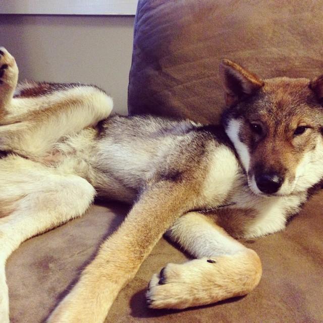 NyxPup's tweet photo. Is it the weekend yet? Why aren't you petting me? http://t.co/etG73Jnc37 http://t.co/OreVB2l2fz