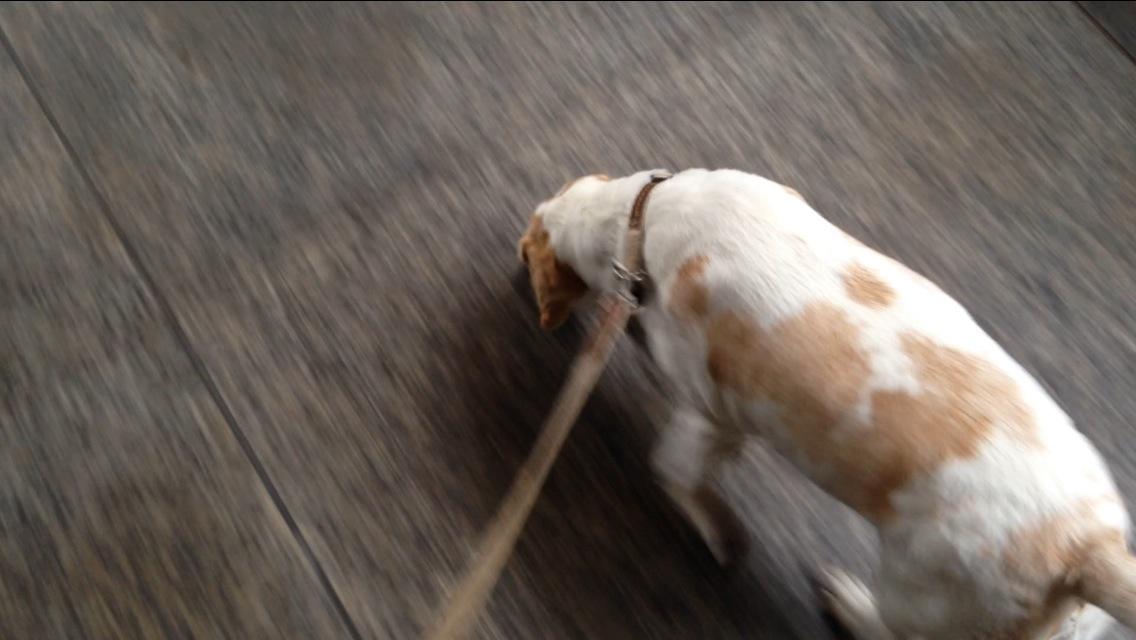TeaselBeagle's tweet photo. On route to #oec2014 stopped in Cologne. It smelt amazing. I sniffed every inch of it! There was food everywhere! http://t.co/Zzm5t113S9