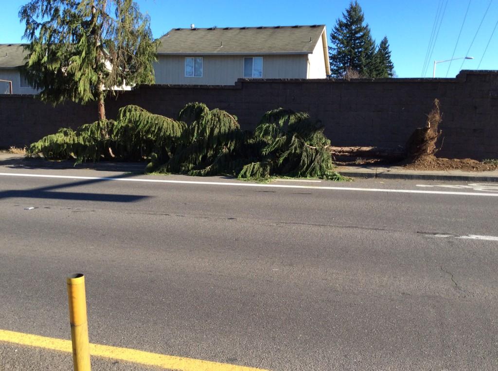 amyysierra's tweet image. #freechristmastree