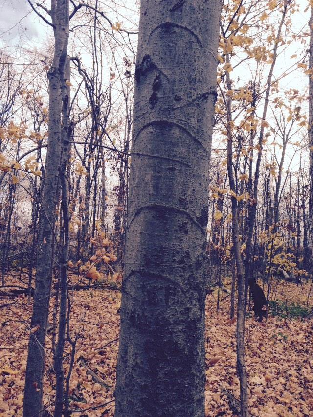 What about this do you see a pattern? <a href="/MrsL3rdGraders/">Mrs. Lucas' Owls</a> <a href="/RangerRidley/">Rob Ridley</a> <a href="/MrOldridgeMath/">Mr. Oldridge Math</a> #enviroed #Peelmathchat