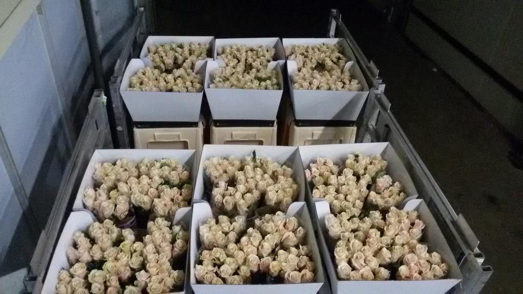 Deze beauty's zijn bestemd voor alle BN'ers die optreden tijdens #margrietwinterfair 2014 <a href="/MargrietNL/">MargrietNL</a> #Talea