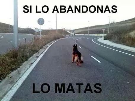 ferveintidos's tweet photo. Si lo abandonas lo MATAS di NO al #abandono http://t.co/kZhbumIWrE