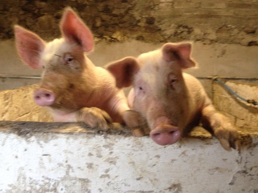james_davison41's tweet photo. New pigs #oink_oink http://t.co/jJTBM5rTNG