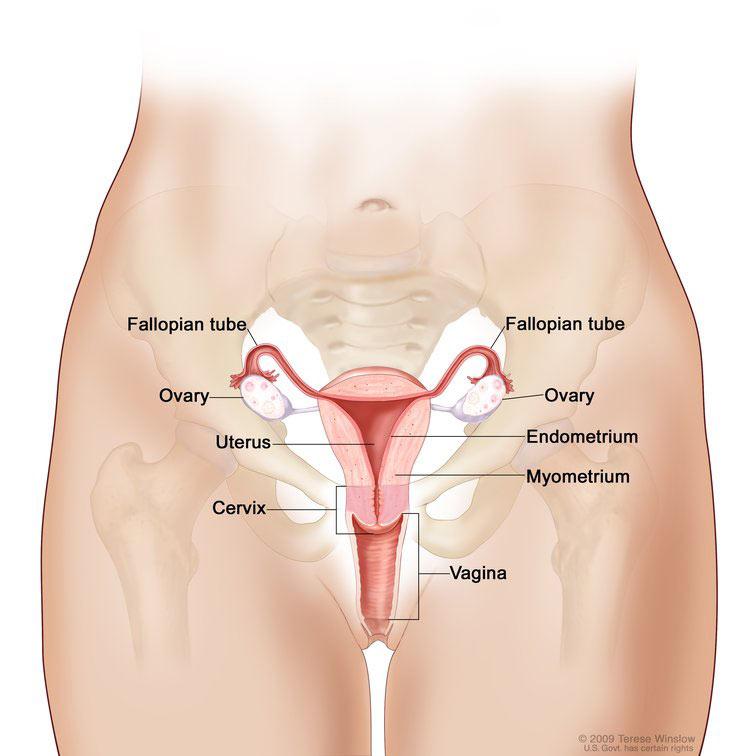 theNCI's tweet photo. Do you have questions about cervical cancer screening? We have answers: http://t.co/8itVniWfi1 http://t.co/og9KV2IbFe