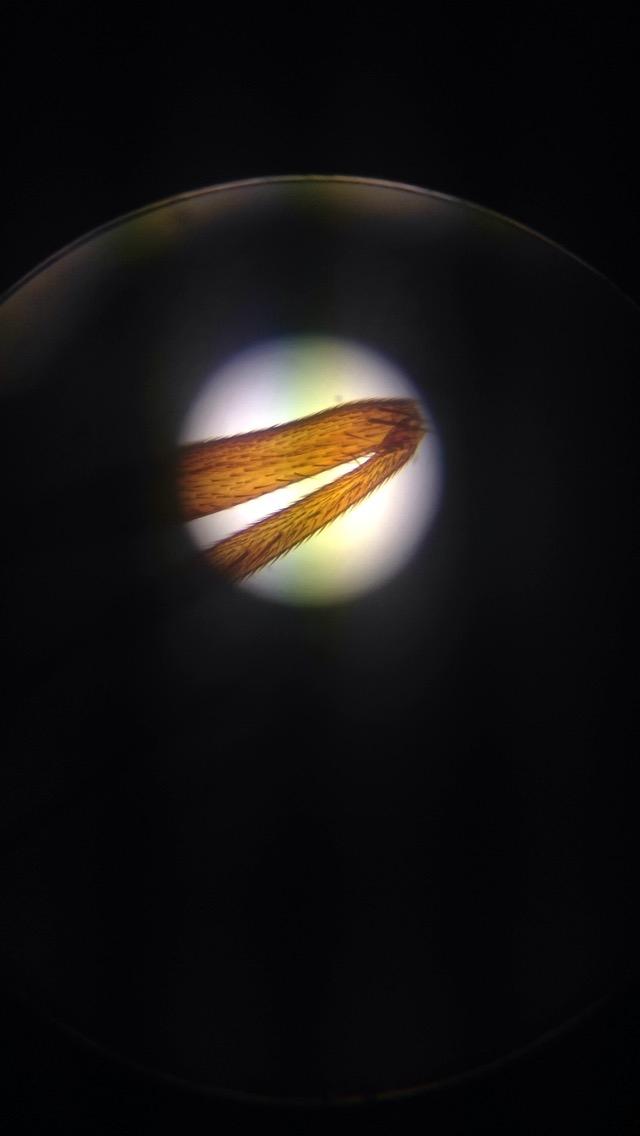 FaulBiology's tweet photo. Cool Picture from our microscopes today! http://t.co/b2EjzdPIik