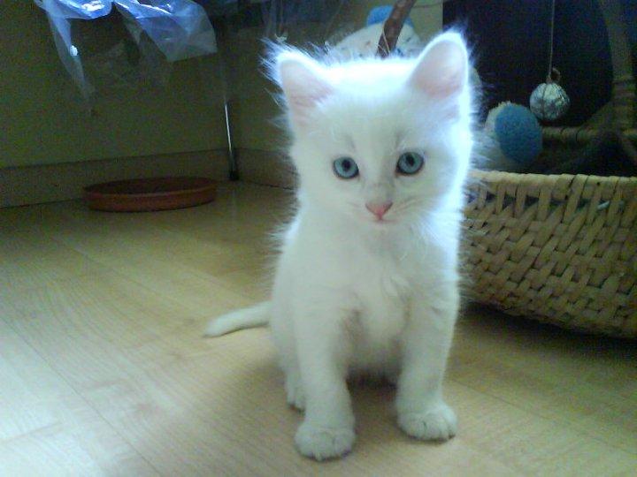 gatitokitty's tweet photo. que lindo gatito!!! :3 http://t.co/Uo6QDjGlEZ