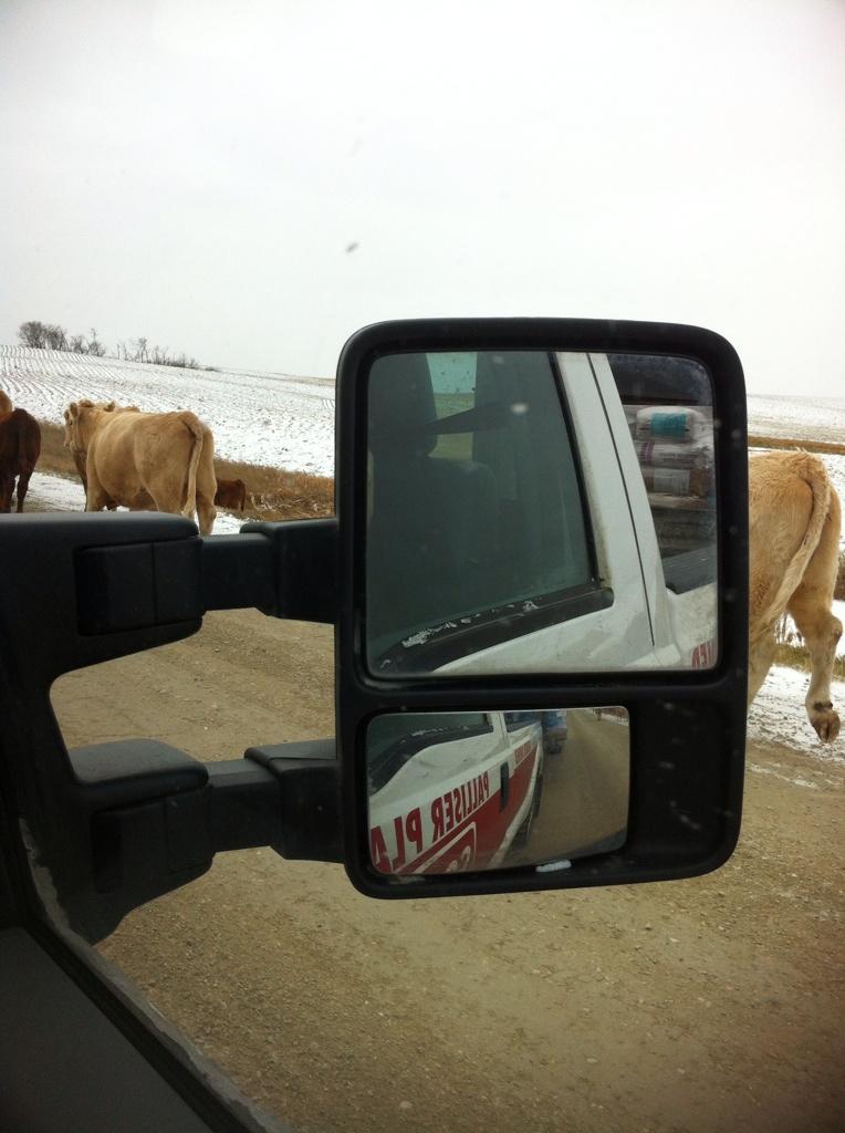 Rush hour traffic in Shamrock SK #westcdnag <a href="/CanadianBeef/">Canadian Beef</a>