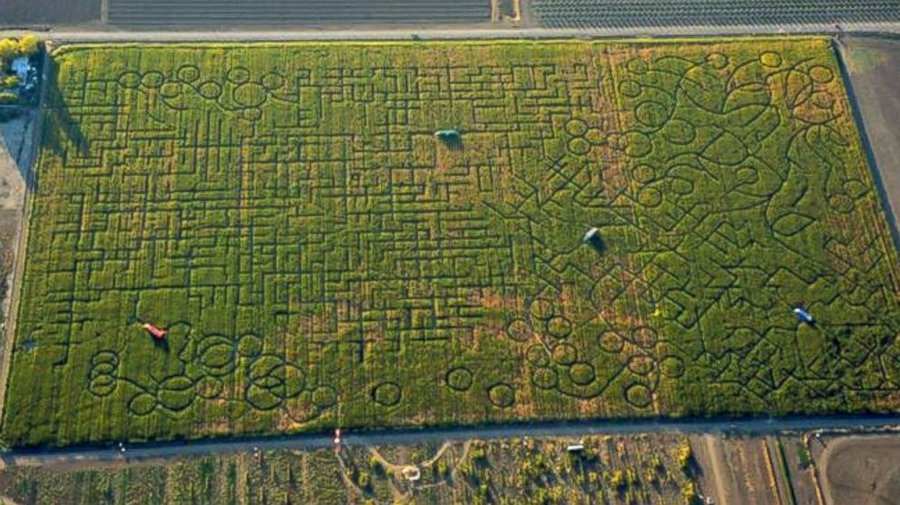 Internet Buzzing About World S Largest Corn Maze In Dixon Capradio Org