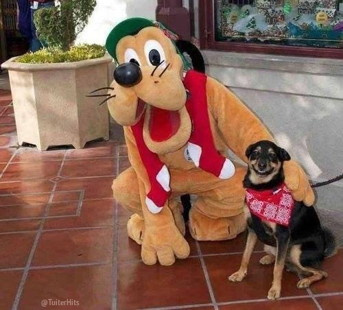 TuiterHits's tweet photo. La cara de felicidad del perro por hacerse la foto con su ídolo no tiene precio http://t.co/gQ6IbGWZEF