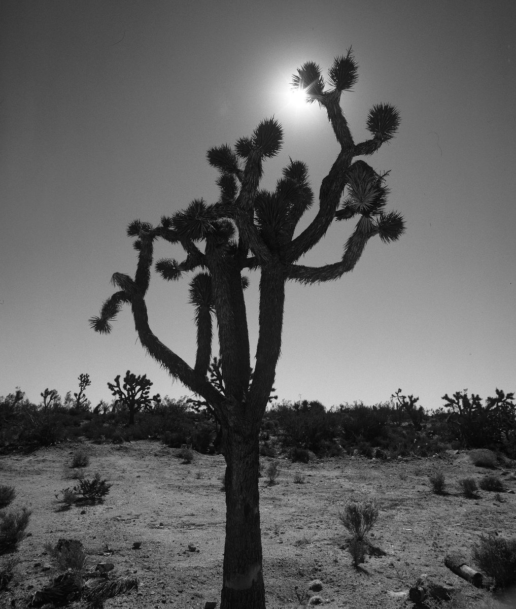 dr5chrome's tweet photo. dr5 TIP: Pick a film that suits the need! FP4 has a compressed dynamic as a chrome.#dr5 #scalafilm #bwfilm #bwslide http://t.co/YF7n1bozxD