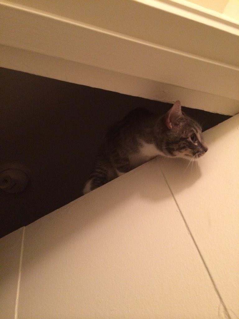 Manning7W's tweet image. I think I will hang up here while I hide oh no there here