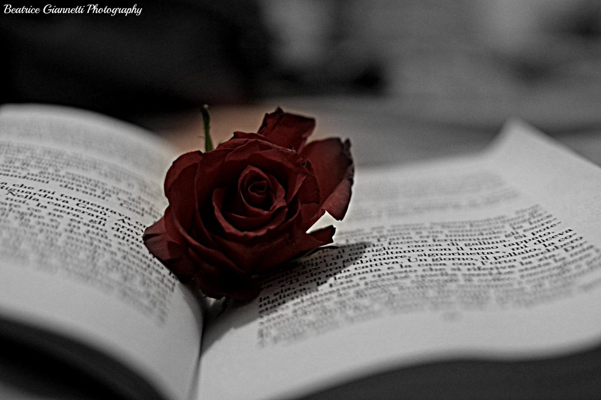 beatricegianna's tweet photo. #beatricegiannettiph #rose #book #nikonphoto http://t.co/syQyQjdweu