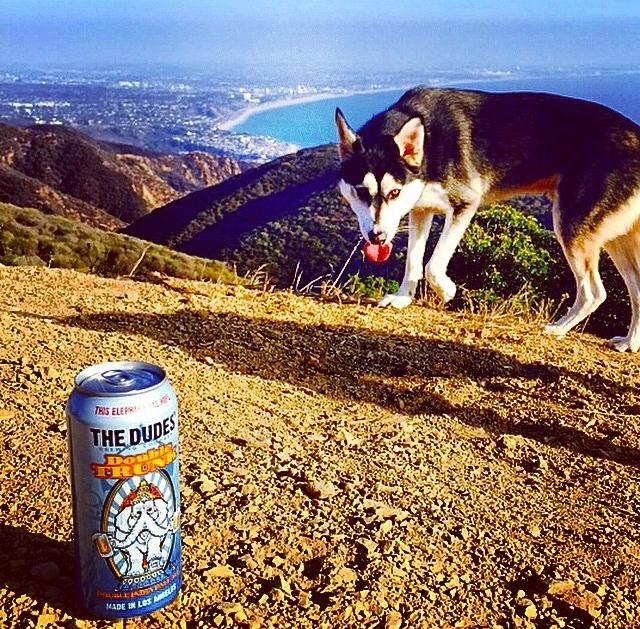 thedudesbrew's tweet photo. Our #DoubleTrunk was being hunted by this guy in Tuna Canyon Park. We're not sure if the Double Truck made it out... http://t.co/nAdSjqk0zn