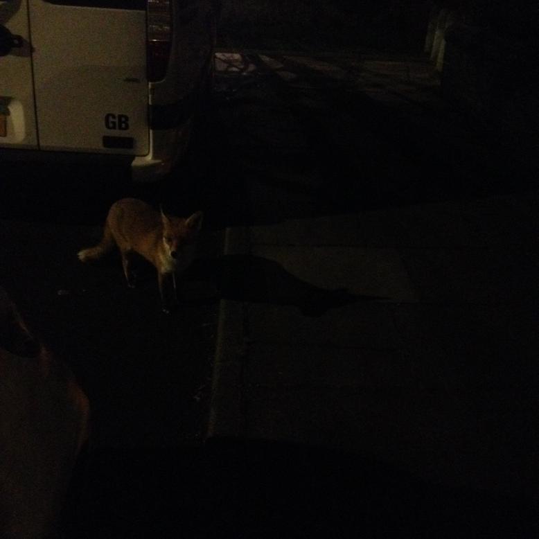 MsCatMinder13's tweet photo. Look who I spotted coming home from the quiz. Sorry it's a bit dark #foxpic http://t.co/eXp21h2zB1