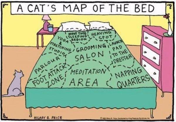 KitNipBox's tweet photo. Here is some insightful cat logic!
#Meow #cat #kitty #KitNipBox #catphoto #catlogic #catfun
http://t.co/AHkU86KSKa http://t.co/4d82V1URlE