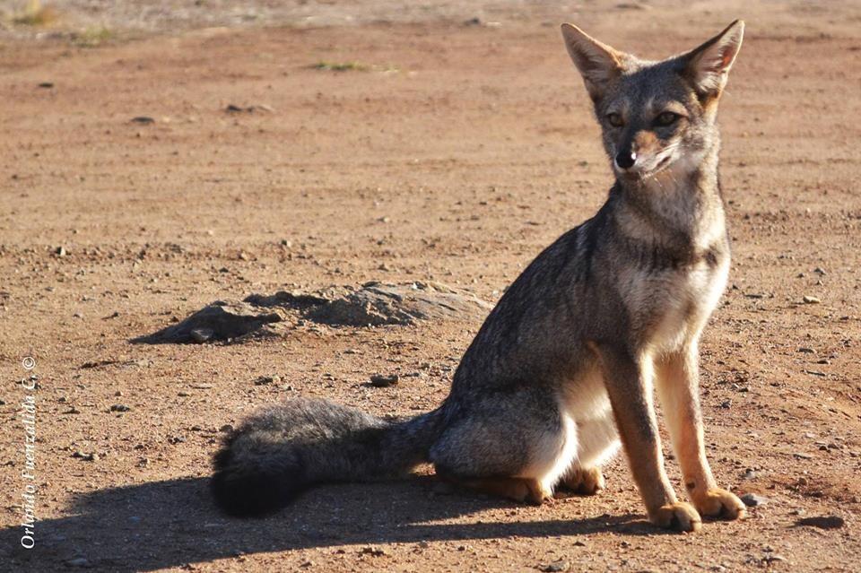 losmollespro's tweet photo. Fauna endémica ecosistema único
"Sitio Prioritario Conservación Los Molles-Pichidangui"
@WWFChile @MMAChile @MNHN_cl https://t.co/ZBiTtqzNHN