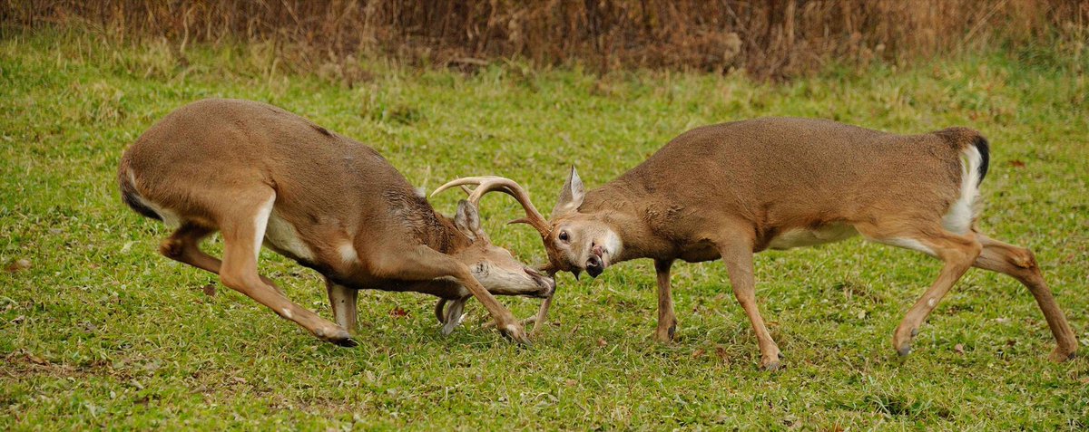 These are the best #buck photos and #footage you'll see all year... outdoorlife.is/iq1iVH <a href="/outdoorlife/">Outdoor Life</a> #whitetails