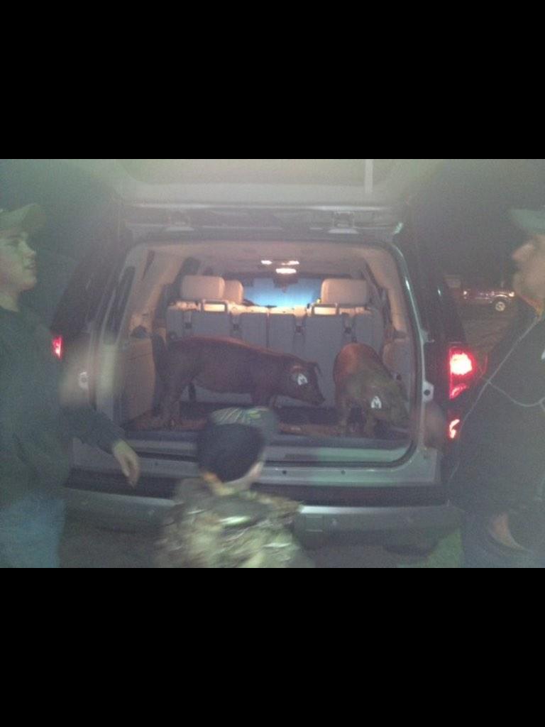 Judge_Livestock's tweet photo. Oklahoma Showpig group is legendary. 😂😂😂😂😂 http://t.co/xJ9pqLdM40