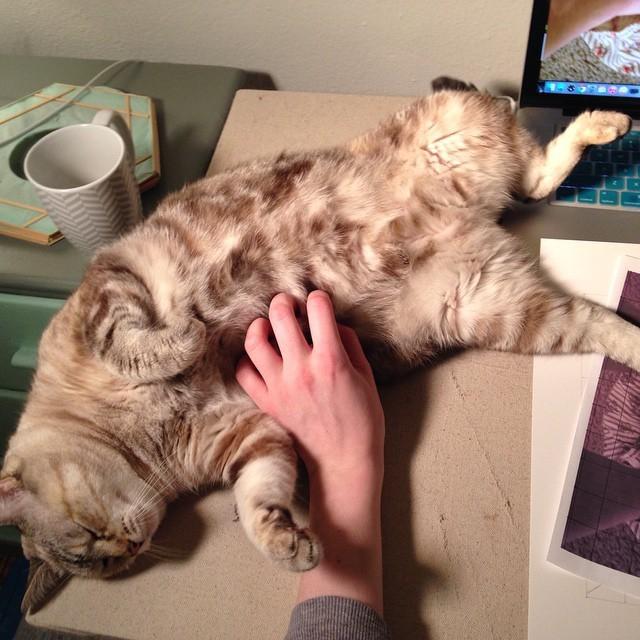 catenova's tweet photo. Oh come on! Who's that comfortable? LOL! #catnap #kittylounge #studiokitty http://t.co/TqgOUZzuiA