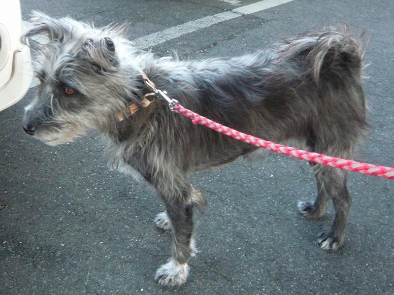リビング鳴門広報社 編集部 迷い犬探しています 洋犬風の雑種 グレー 灰色 の長毛 メス ７歳 中型犬 名前はグーちゃん 最後の目撃現場情報は 鳴門1番札所近辺 飼い主の方が探しておられます よろしくお願いいたします 拡散希望 Http T Co