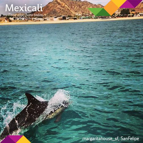 MexicaliTurismo's tweet photo. En el cálido mar de #SanFelipe podrías ver los delfines saltar o incluso nadar con ellos.
Muy cerca de #Mexicali. http://t.co/BJavzpKLdS