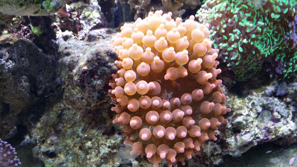 WSA_ReefZone's tweet photo. Rose bubble tip anemone and the Sailfin being hand fed. #reefzone #fish http://t.co/UJ1qHCBlZq