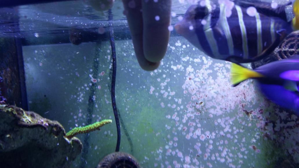 WSA_ReefZone's tweet photo. Rose bubble tip anemone and the Sailfin being hand fed. #reefzone #fish http://t.co/UJ1qHCBlZq