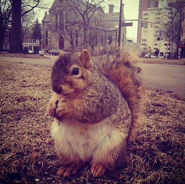 squirrelbitch tweet picture