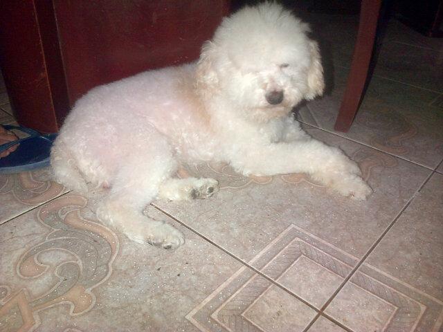sargiusc's tweet photo. #MascotadasDeLaVoz mi Kenyo es único!! Siempre vemos juntos @LaVozPeru_FL http://t.co/OnY0derGPd
