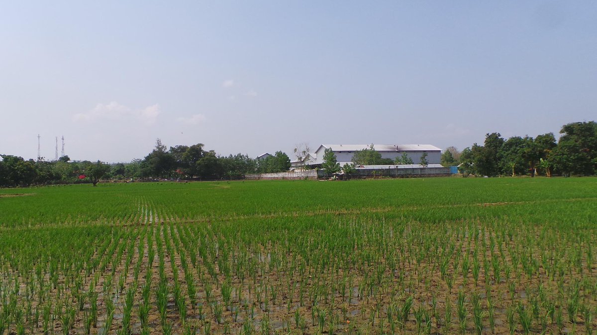 Kami juga memiliki budidaya pertanian khususnya padi