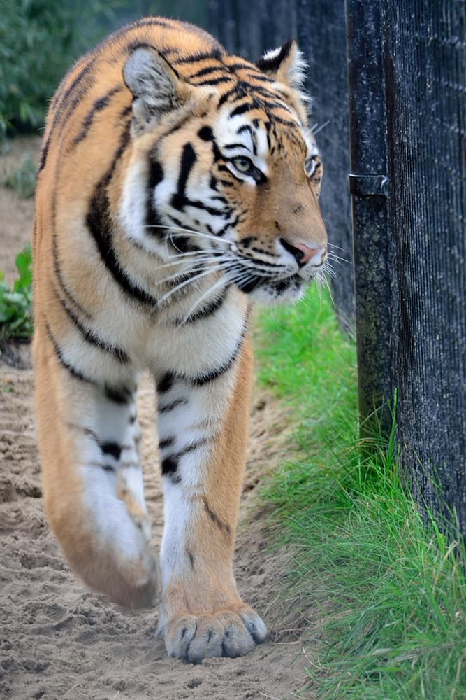 GKatten's tweet image. Bombay kan men adopteren bij #stichtingleeuw 
Een mooie Siberische Tijger.
@TheBombayTimes 
#bombaye