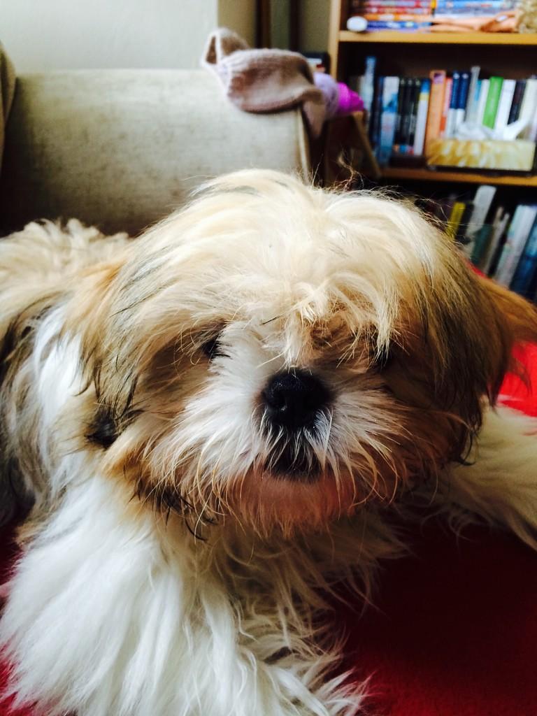 This my 'I'm sorry for making you fall down the stairs mummy' face