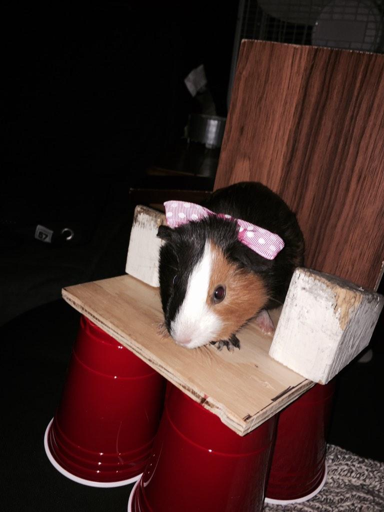 ItsMiloBetch's tweet image. The Queen of @MinnesotaPikes is here betchezzzz #BowDown